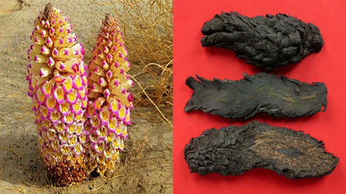 Chọn nhục thung dung ngâm rượu 