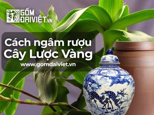 Cách ngâm rượu cây lược vàng thơm ngon