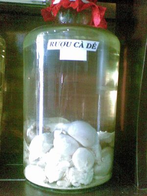 1 bình rượu ngọc dương dê đã ngâm