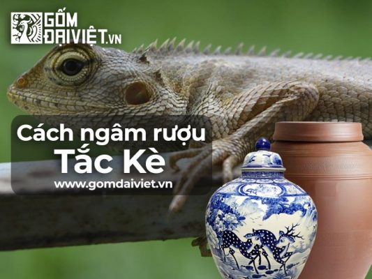Cách ngâm rượu tắc kè như thế nào ?