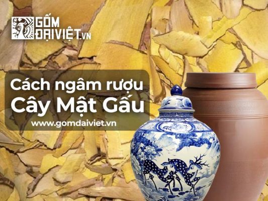 Cây mật gấu ngâm rượu có tác dụng gì ? Cách ngâm như thế nào
