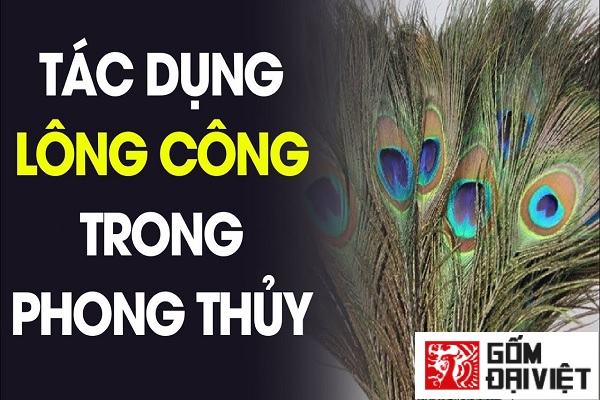 Tac Dung Long Cong